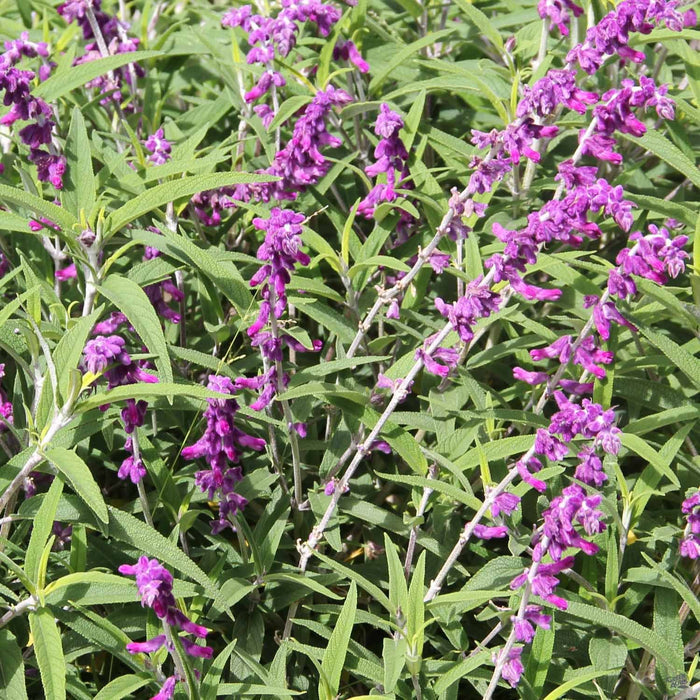 Salvia leucantha, Purple