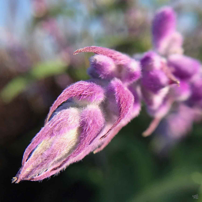 Salvia leucantha