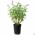 Salvia leucantha 1 gallon