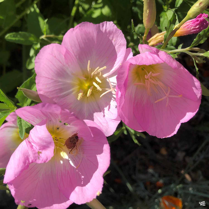 Mexican Evening Primrose