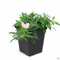 Mexican Evening Primrose 4 inch