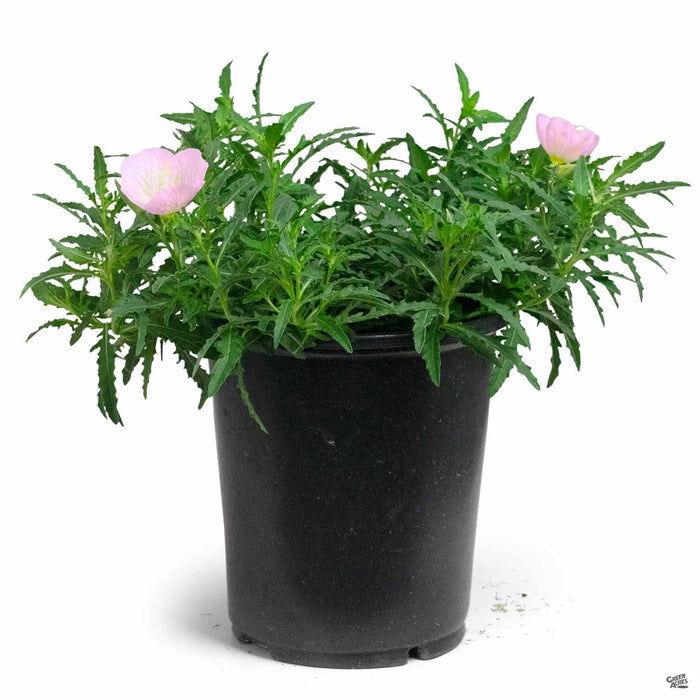 Mexican Evening Primrose 1 gallon