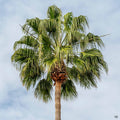 Washingtonia robusta