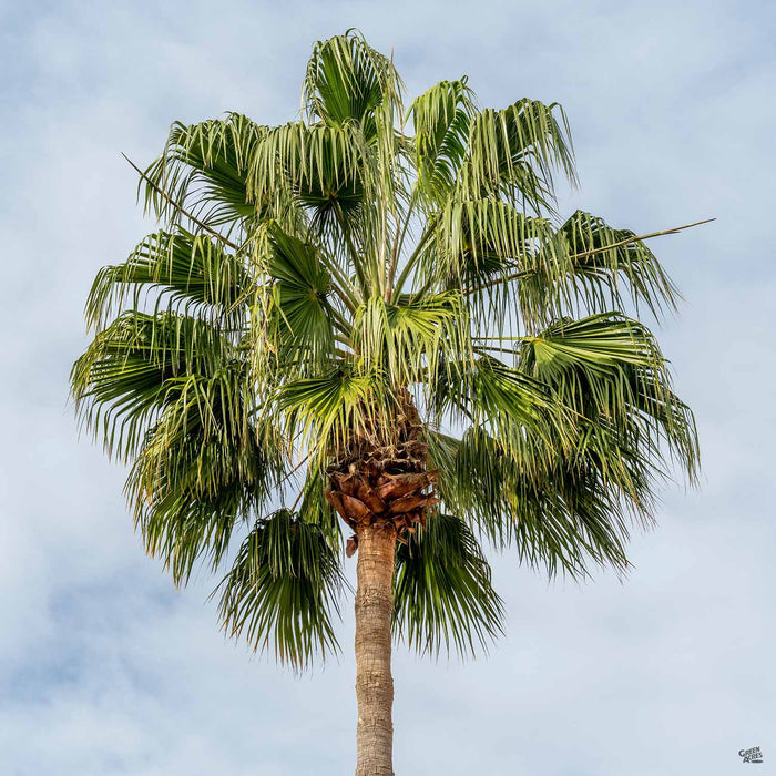 Washingtonia robusta