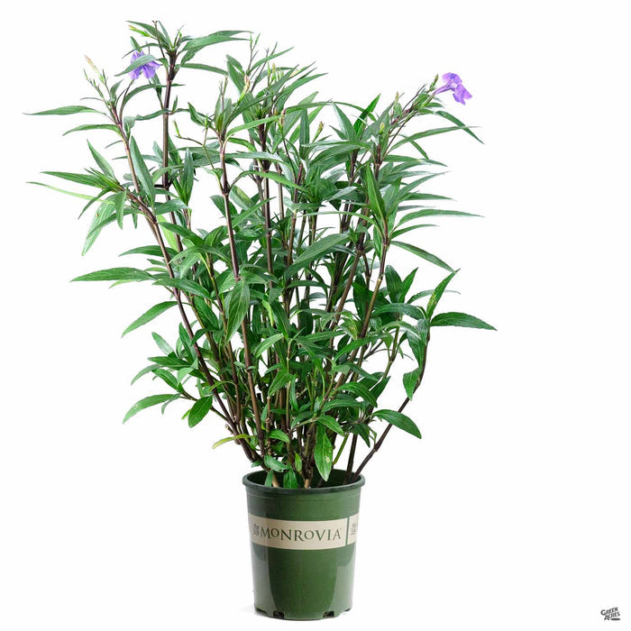 Mexican Petunia 1 gallon