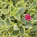 Mezoo Trailing Red Livingstone Daisy