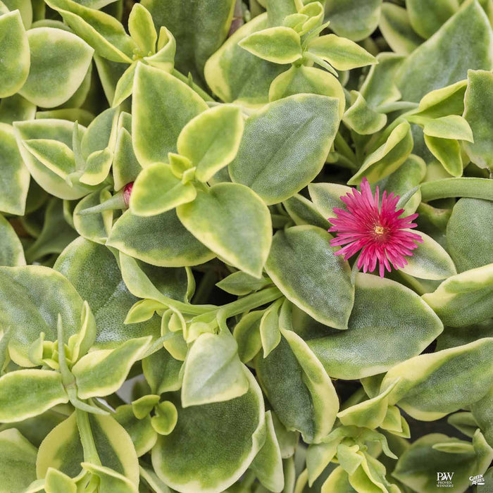 Mezoo Trailing Red Livingstone Daisy