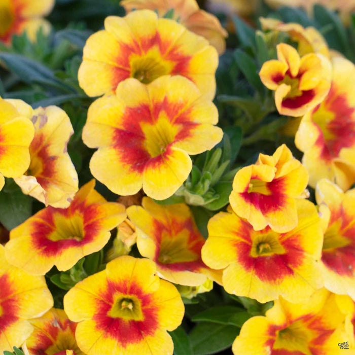 Calibrachoa 'Hula Gold'