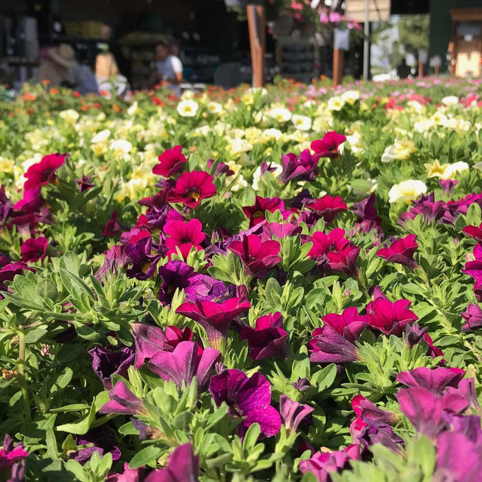 Assorted Calibrachoa