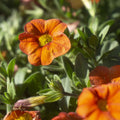 Calibrachoa 'Cabaret Orange'