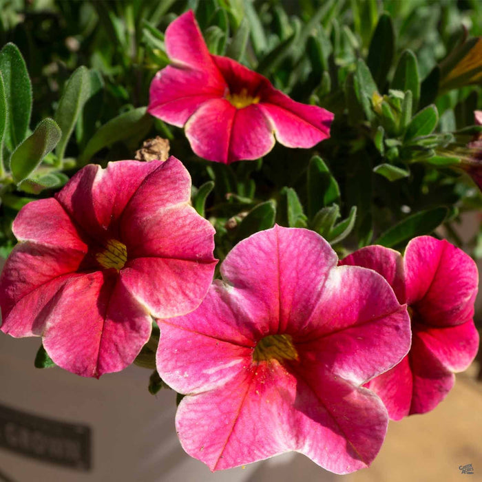 Calibrachoa 'Volcano Neon'