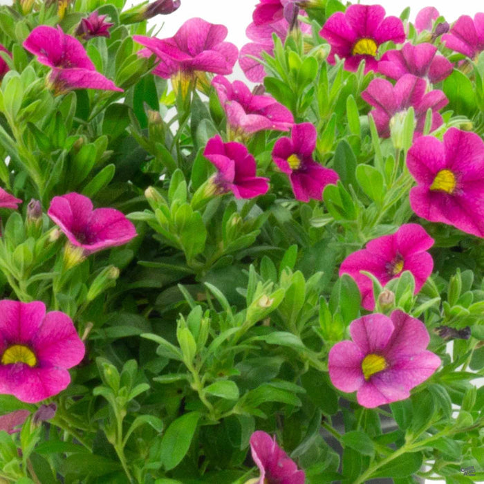 Calibrachoa Hot Pink