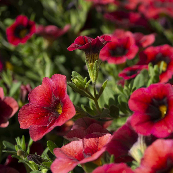Calibrachoa 'Pomegranate Punch', Red