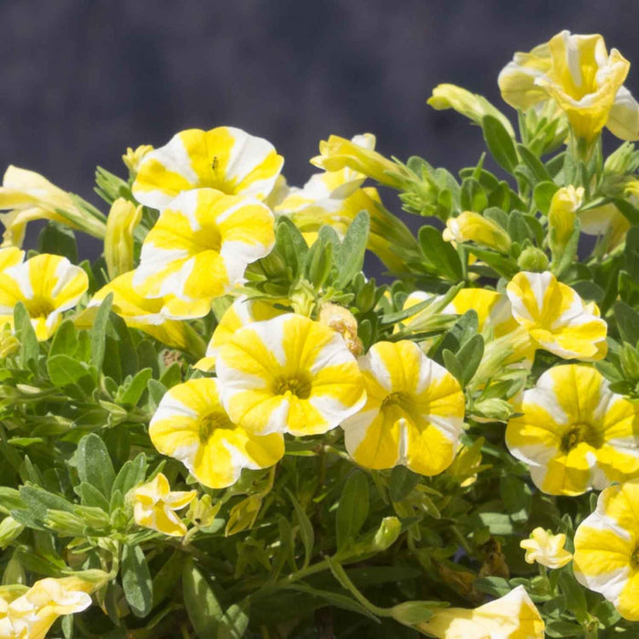 Calibrachoa 'Lemon Slice', Yellow, White