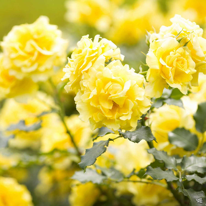 Lemon Drop Miniature Rose