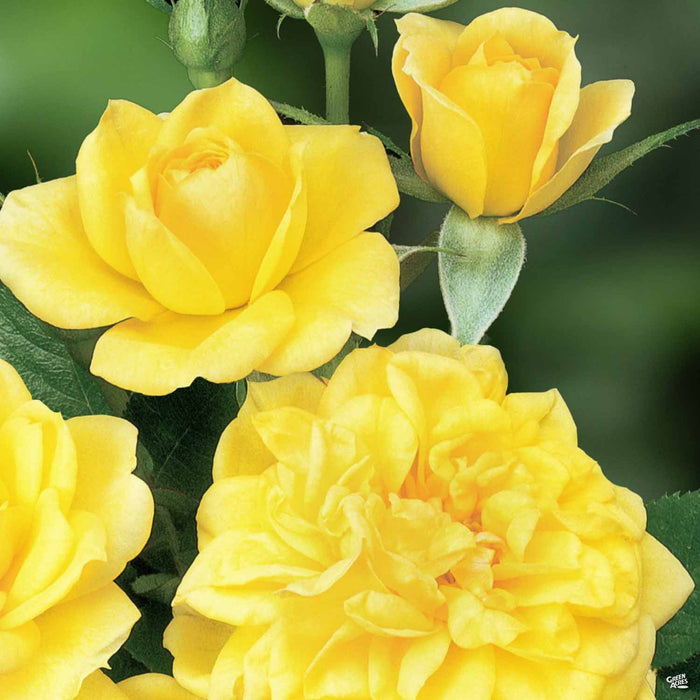 Lemon Drop Miniature Rose