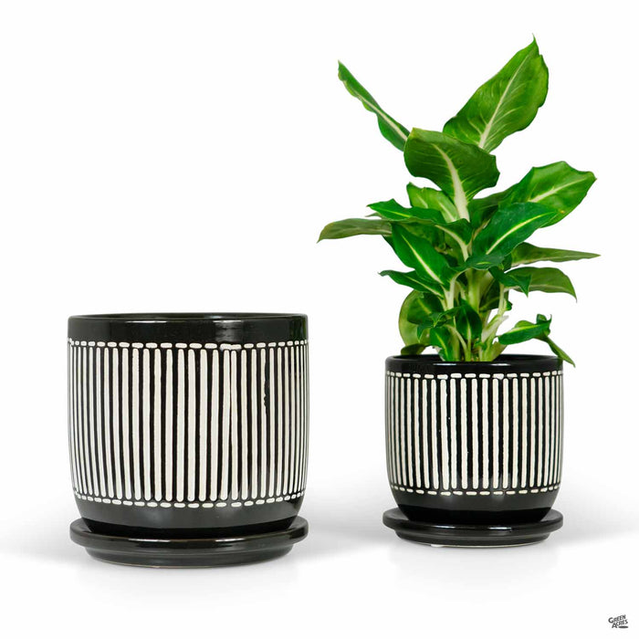 Minnetonka Black Pots with Plant