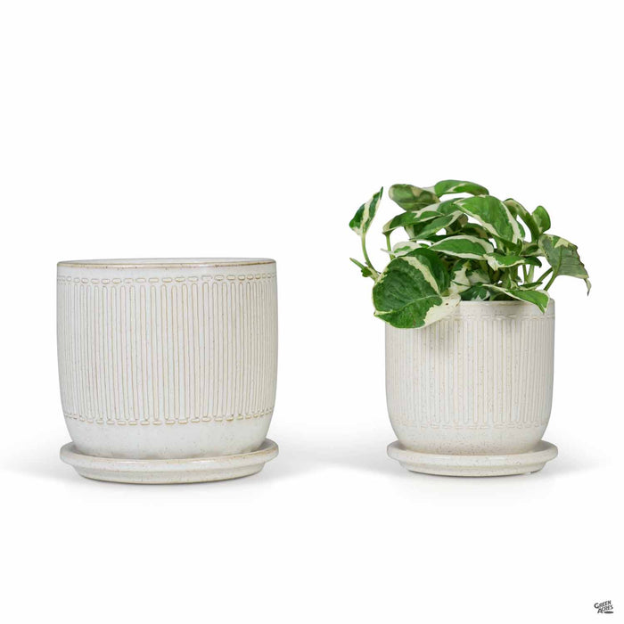 Minnetonka White Pots with Plant
