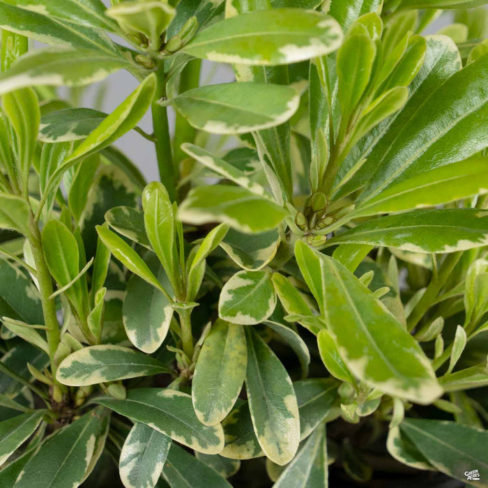 Cream de Mint Dwarf Mock Orange