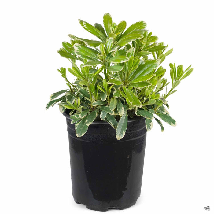 Cream de Mint Dwarf Mock Orange 1 gallon