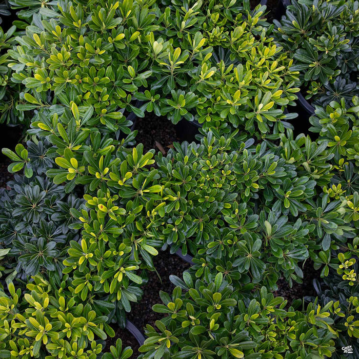 Mock Orange 'Wheeler's Dwarf'