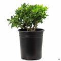 Mock Orange 'Wheeler's Dwarf' 1 gallon
