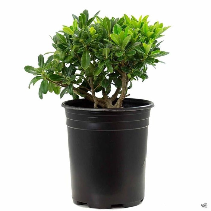 Mock Orange 'Wheeler's Dwarf' 1 gallon