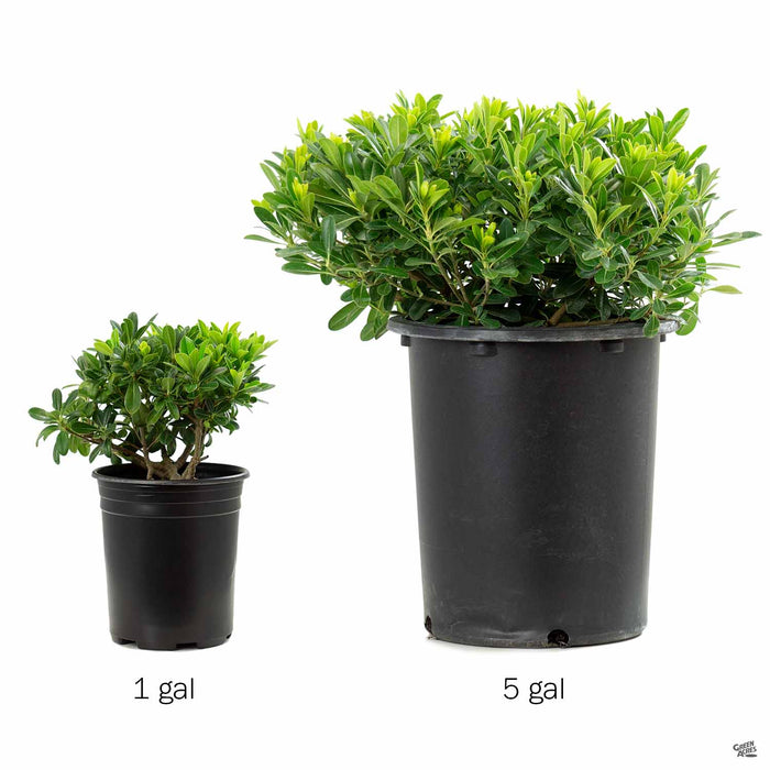 Mock Orange Wheelers Dwarf side by side comparison