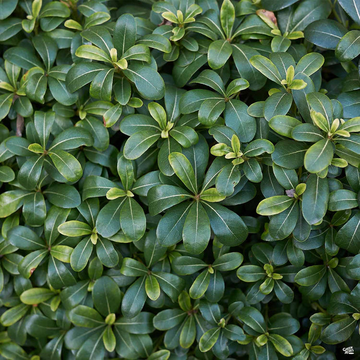 Mock Orange