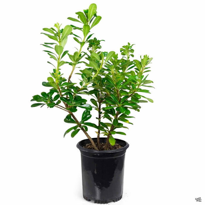 Mock Orange 1 gallon