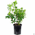 Mock Orange 1 gallon