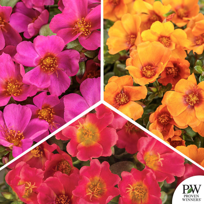 Mojave Series Purslane