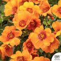 Mojave Mango Purslane