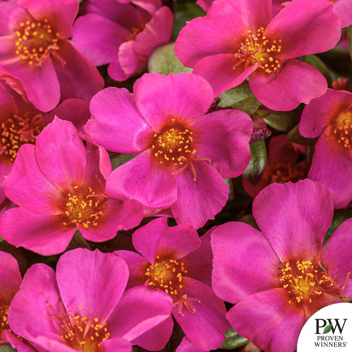 Mojave Fuchsia Purslane