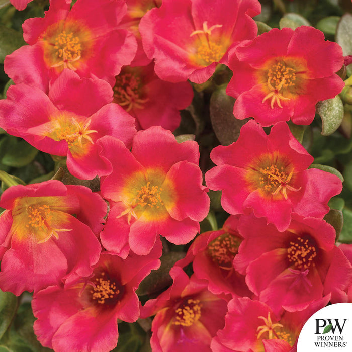Mojave Red Purslane