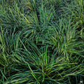 Mondo Grass