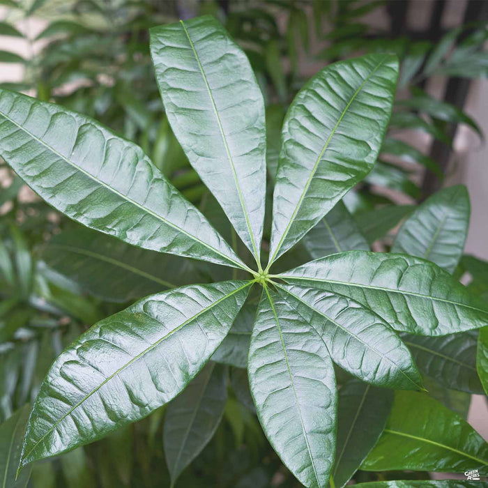 Money Tree