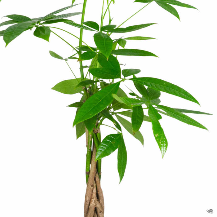 Pachira aquatica