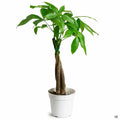 Pachira aquatica 4 inch
