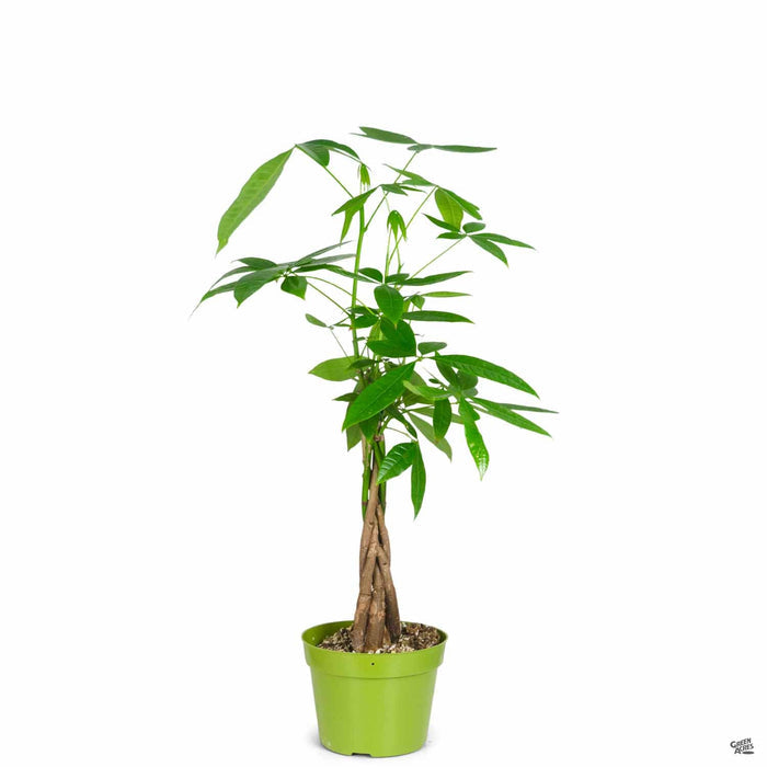 Money Tree 6 inch braid