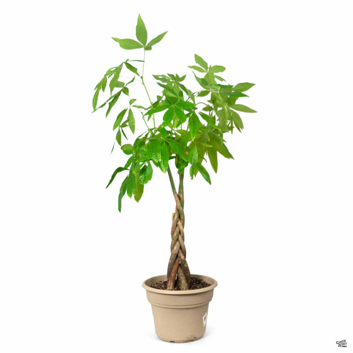 Money Tree 12 inch