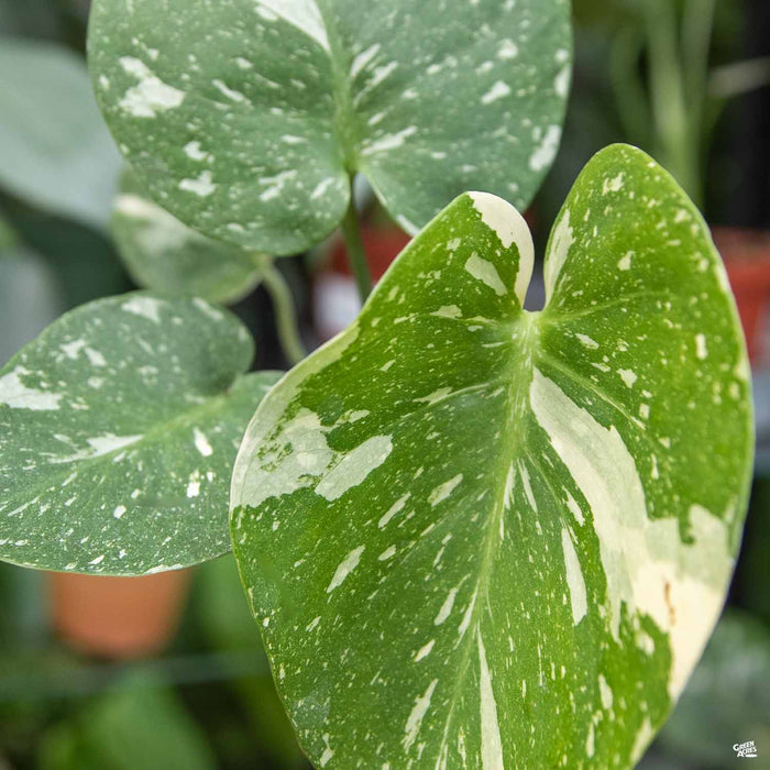 Monstera Thai Constellation