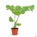 Monstera Thai Constellation 4 inch