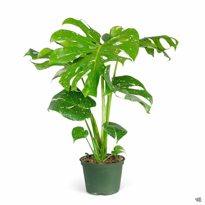 Monstera Thai Constellation 6 inch