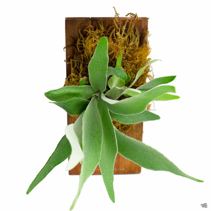 Staghorn Fern 6 inch Mounted board