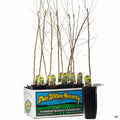 Dwarf Black Mulberry 4 inch fruit sleeve