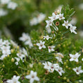Myoporum 'Putah Creek'