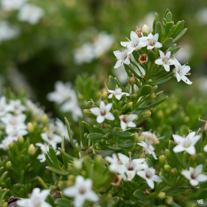 Myoporum 'Putah Creek'