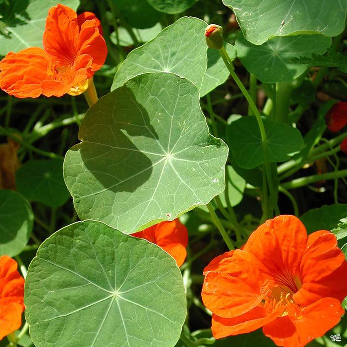 Nasturtium Orange