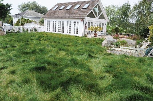 Native Mow Free Lawn